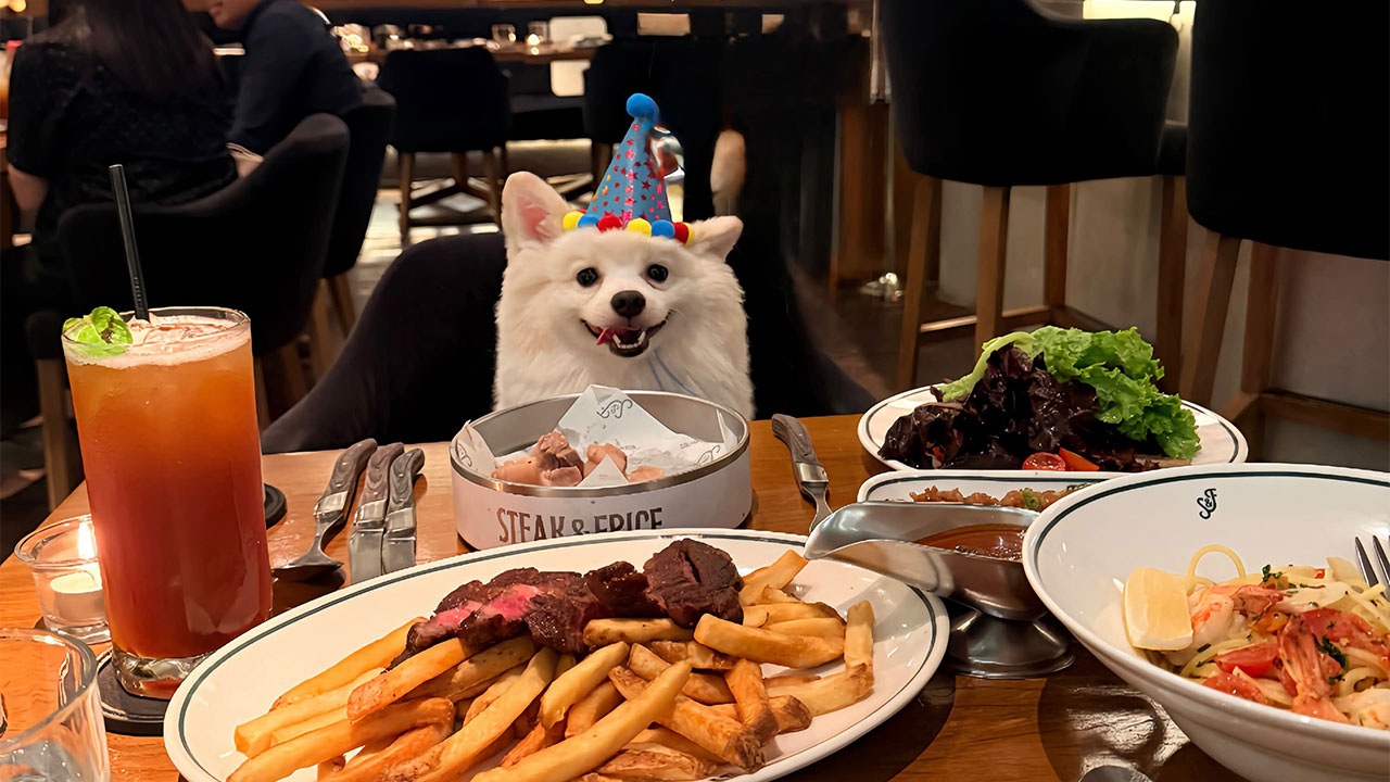 35 Pics Of Spoiled Pets Living Better Than Their Humans, Shared By People On Threads