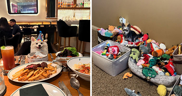 35 Pics Of Spoiled Pets Living Better Than Their Humans, Shared By People On Threads