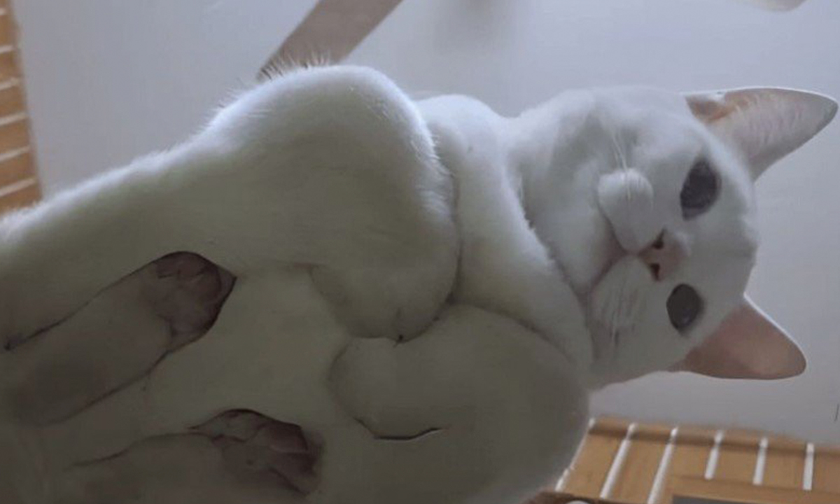 This Page Shared 57 Pics Of Cats Caught Looking Unreasonably Human In The Funniest Ways