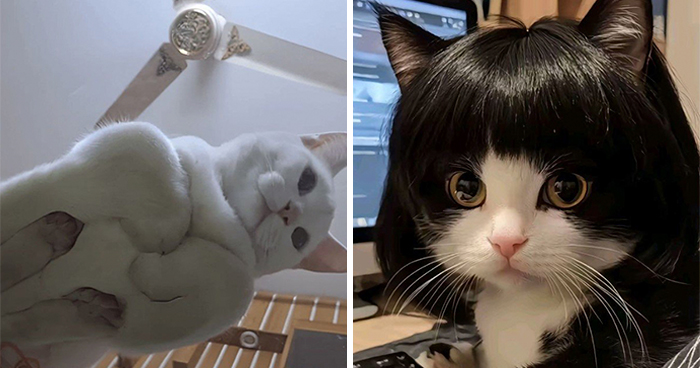 57 Hilarious Cats Caught Having Very Human Moments, Shared By This Threads Page