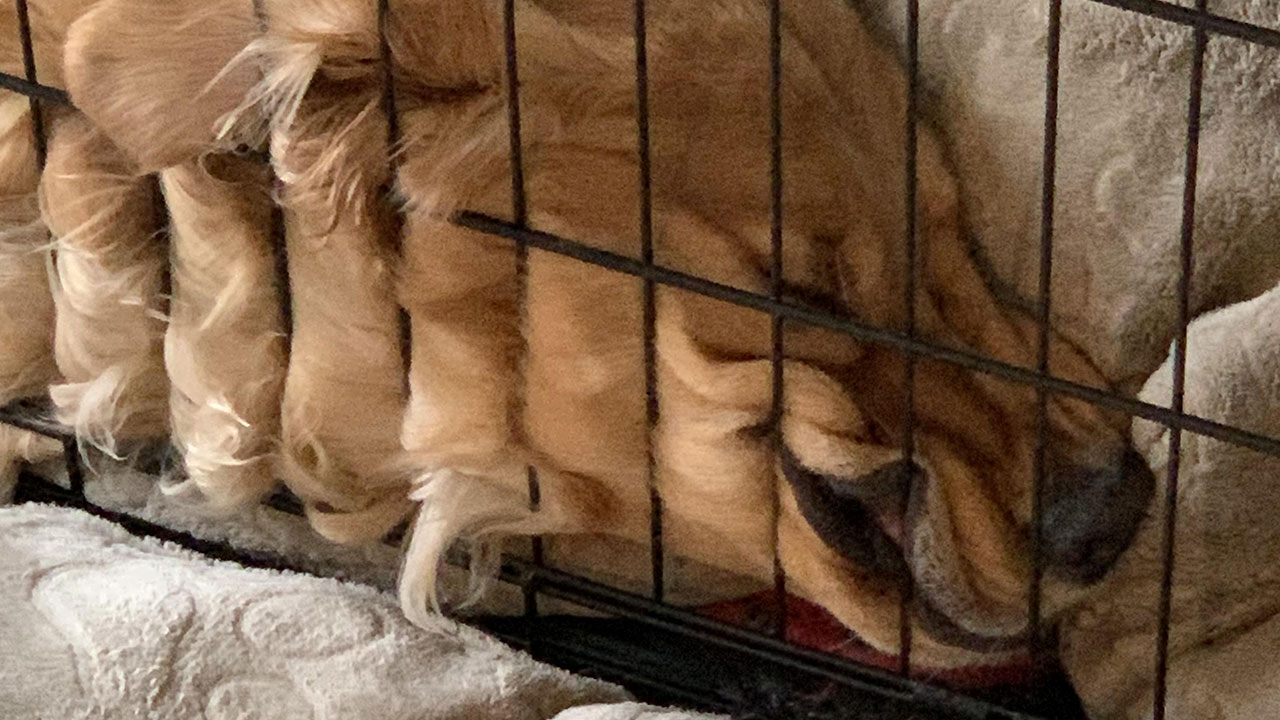 67 Dogs Who Left Their Owners Wondering What Exactly Was Going On In Their Heads (New Pics)