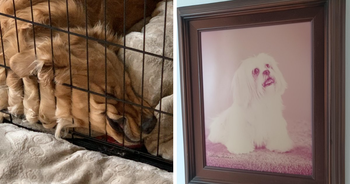 67 Dogs Who Left Their Owners Wondering What Exactly Was Going On In Their Heads (New Pics)