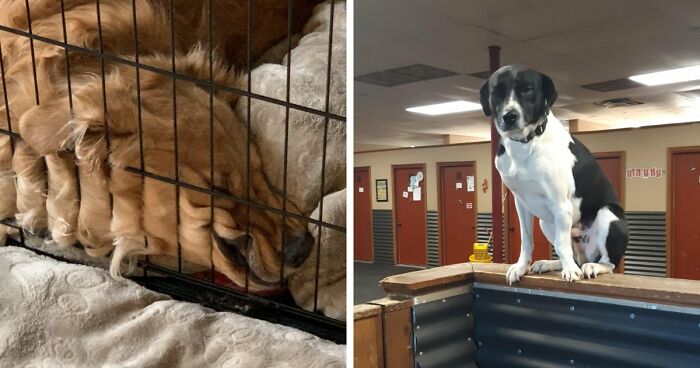 67 Hilarious Posts Of Dogs Who Don’t Know How To Do Anything But Be Goofy (New Pics)