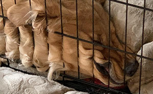 67 Dogs Who Left Their Owners Wondering What Exactly Was Going On In Their Heads (New Pics)