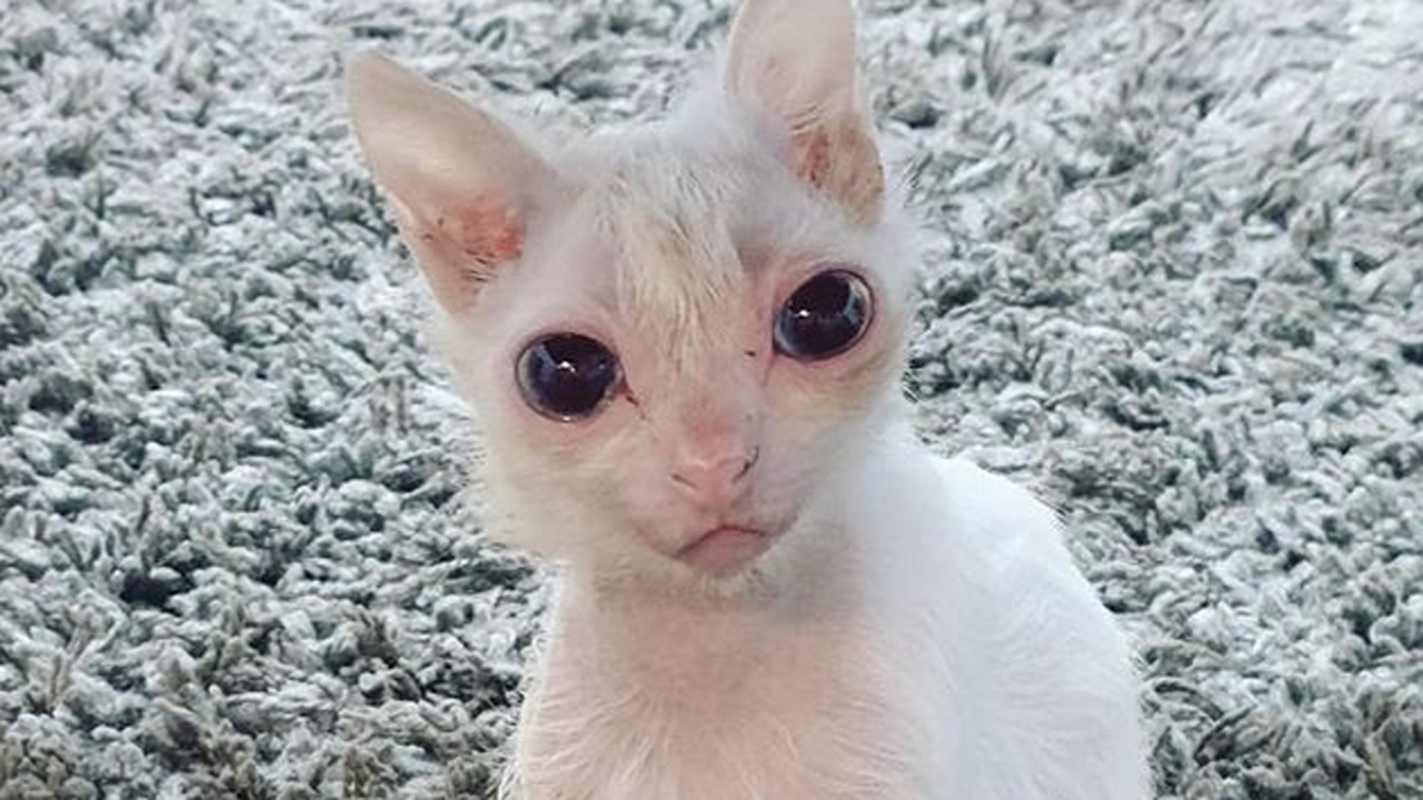 58 Animal Memes That Prove Nature Has A Very Strange Sense Of Humor