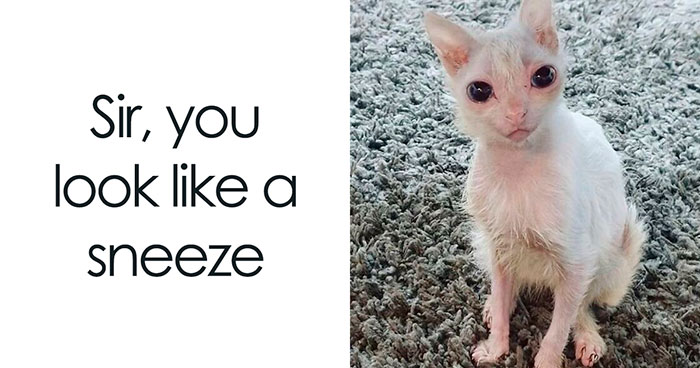 58 Animal Memes That Prove Nature Has A Very Strange Sense Of Humor