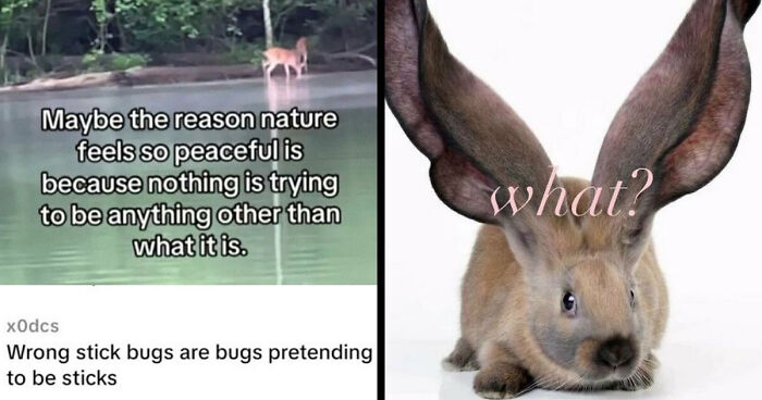 58 Animal Memes That Prove Nature Has A Very Strange Sense Of Humor
