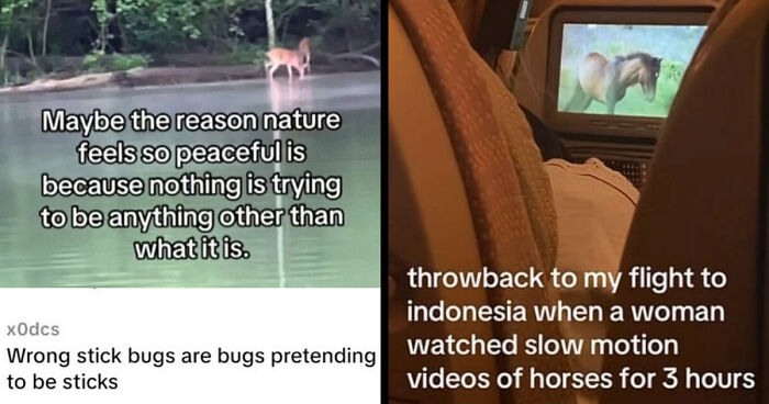 58 Animal Memes That Prove Nature Has A Very Strange Sense Of Humor