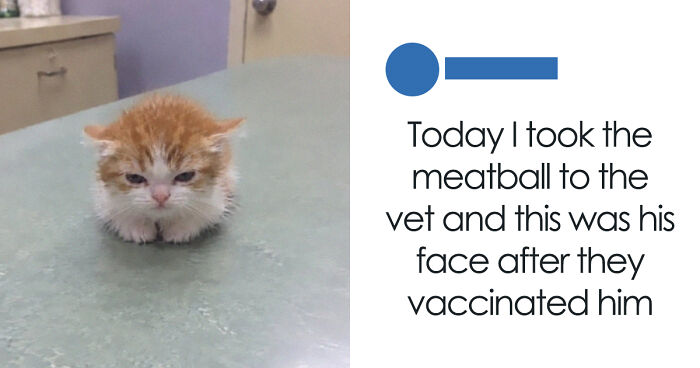 58 Of The Funniest And Most Unhinged Memes That Animal Lovers Might Really Love
