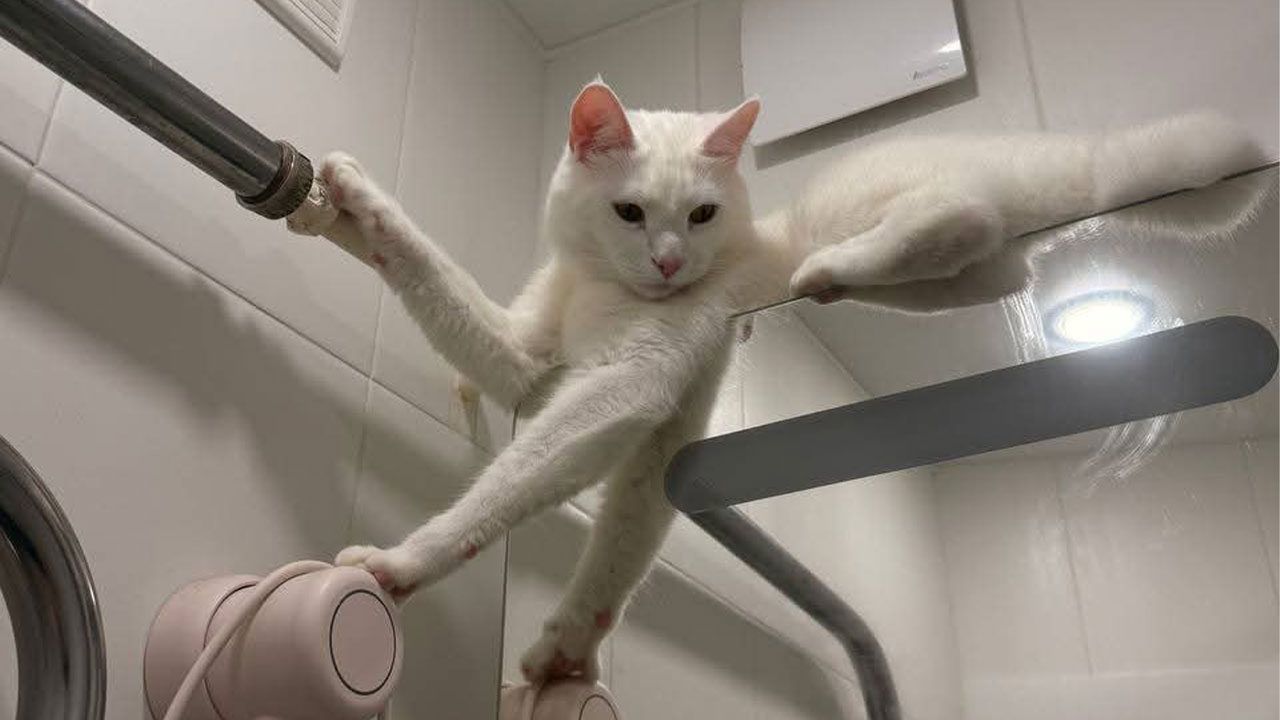 80 Funny Photos Of Pets Chilling In The Weirdest Positions, Shared By Their Owners Online