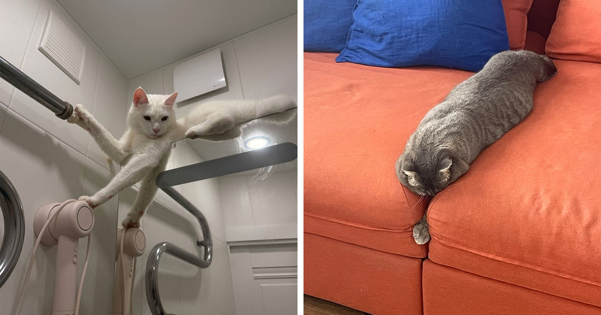 80 Funny Photos Of Pets Sleeping In The Weirdest Positions, Shared By Their Owners Online