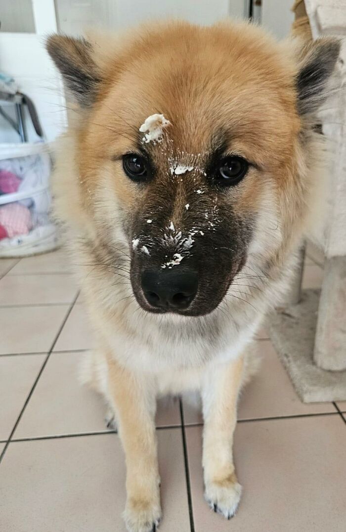 Dog with cream and brown fur has white cream smeared on its face