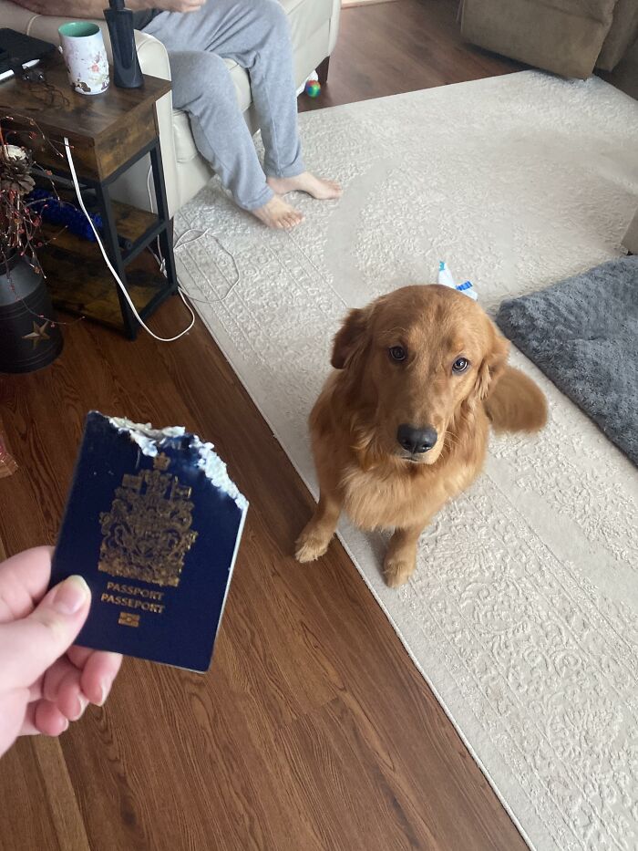 Golden retriever sitting near torn passport showing dog trouble