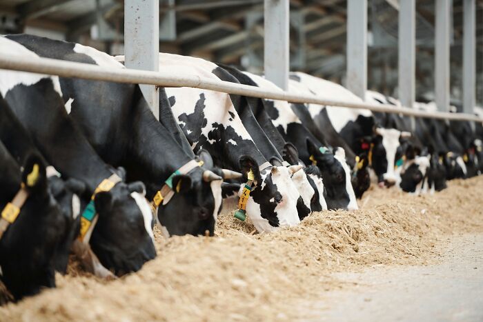 Line of dairy cows eating feed inside a farm barn, showing agricultural industry operations behind the scenes.