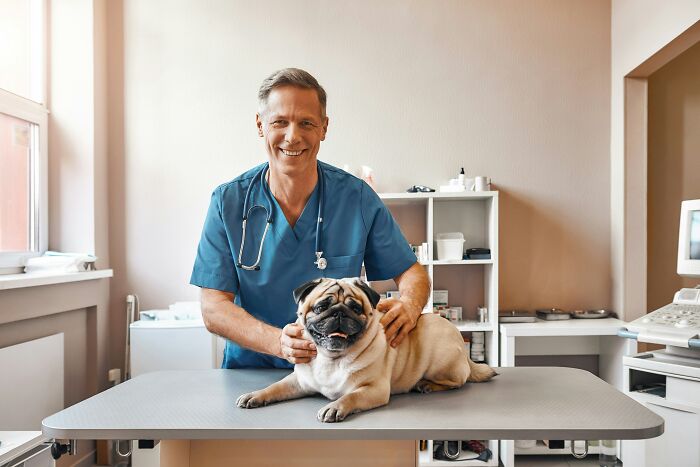 A friendly male vet holding a cute pug, illustrating stories where partners questioning intelligence