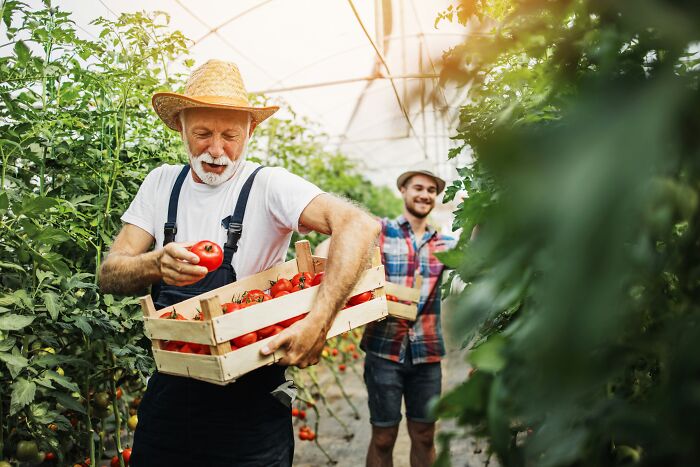 Elderly farmer holding a wooden crate of fresh tomatoes, showing industry insiders behind the scenes at a farm