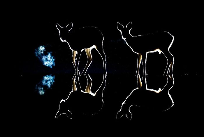 Silhouetted wildlife photo of two deer standing on a reflective surface against a dark night background.