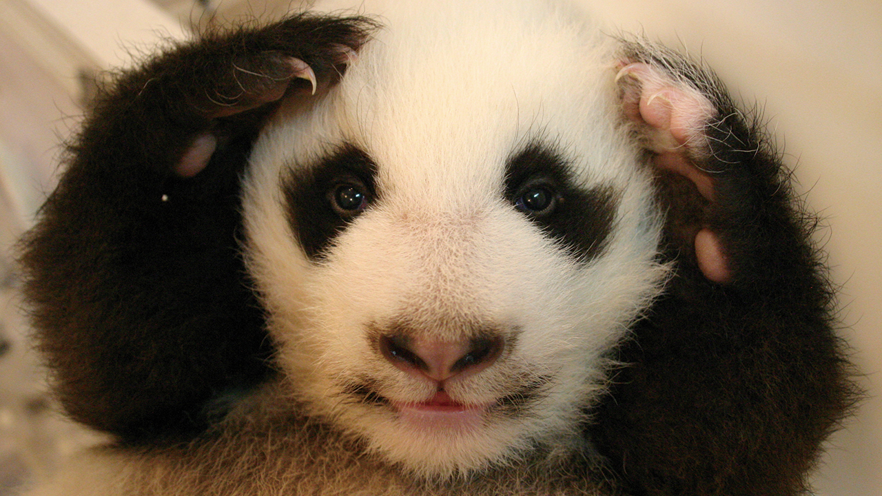 Once Endangered, Now Vulnerable: A New Book Celebrates China’s Giant Panda Comeback (12 Pics)
