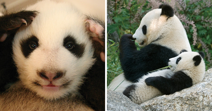Meet The Giant Pandas Behind One Of China’s Proudest Conservation Wins, In A New Photo Book (12 Pics)