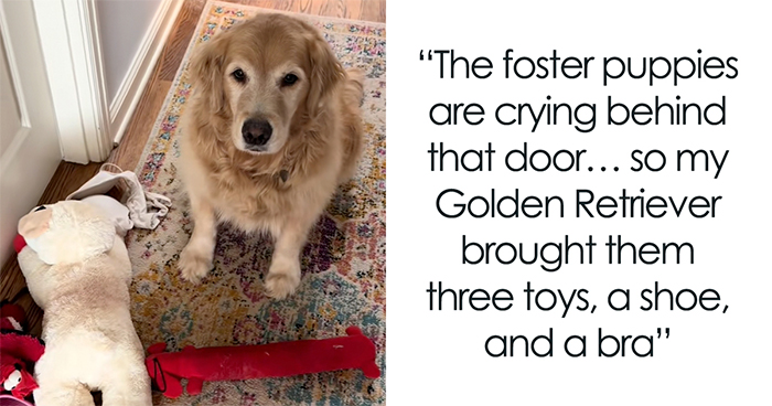 “We Do Not Deserve Dogs”: Golden Retriever Wins Hearts Online With Her Nanny Duties