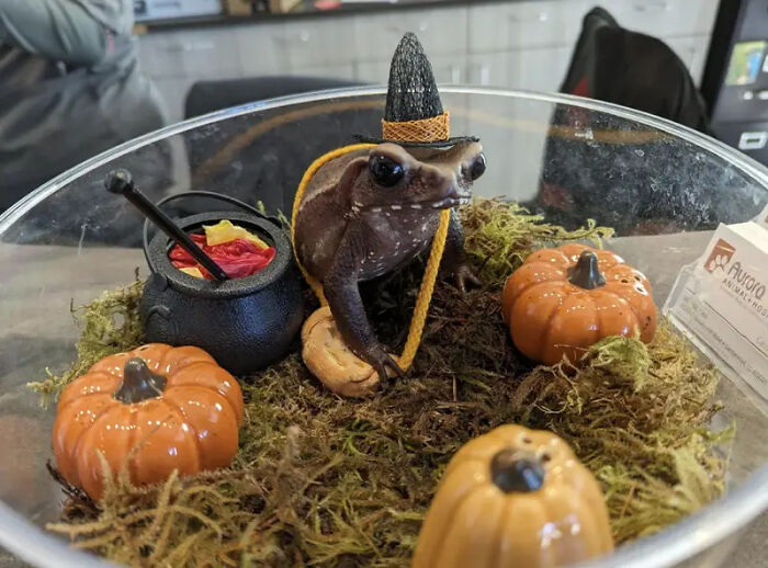 Small frog wearing a witch hat beside a cauldron and pumpkins in a creative pet Halloween costume setup.