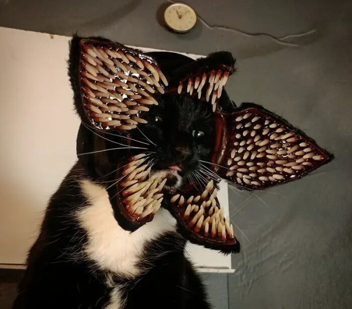 Black cat wearing a flower monster headpiece for a pet Halloween costume.