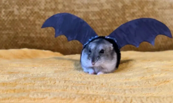 Cute hamster wearing dark bat wings as a pet Halloween costume.