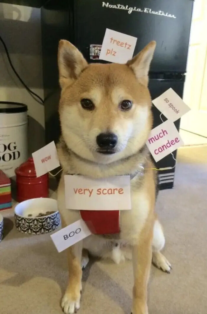 Shiba Inu dog covered in text signs as a meme pet Halloween costume.