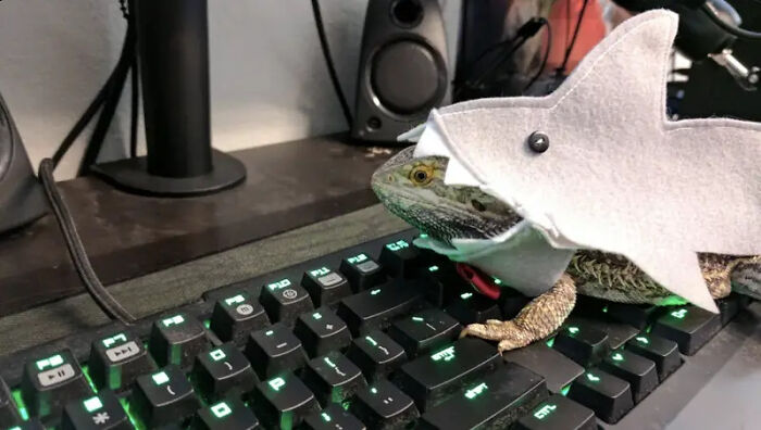 Bearded dragon lizard in a shark hood as a pet Halloween costume on a keyboard.