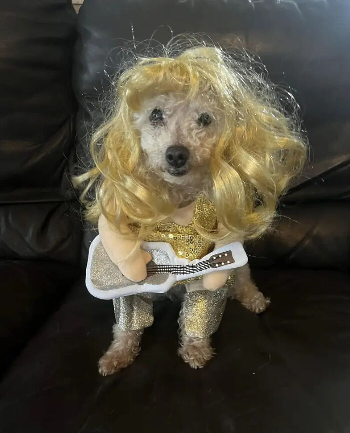 A small dog wearing a blonde wig and holding a toy guitar for creative pet Halloween costumes.