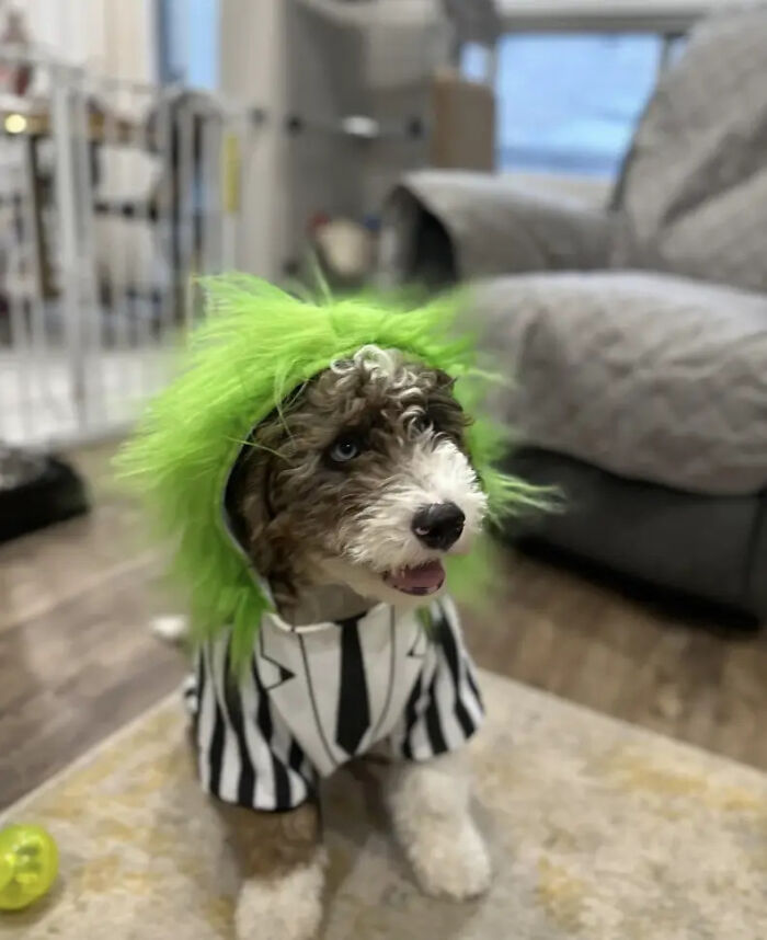 A fluffy dog wearing a Beetlejuice outfit as creative pet Halloween costumes.