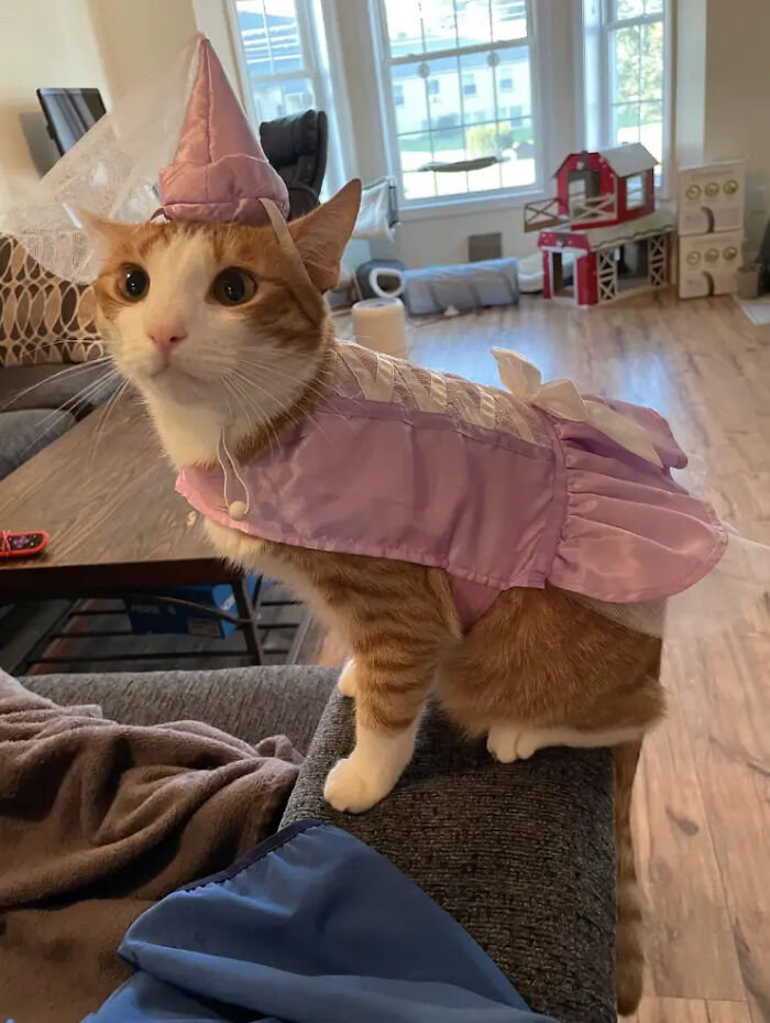 An orange cat in a pink princess outfit as pet Halloween costumes.
