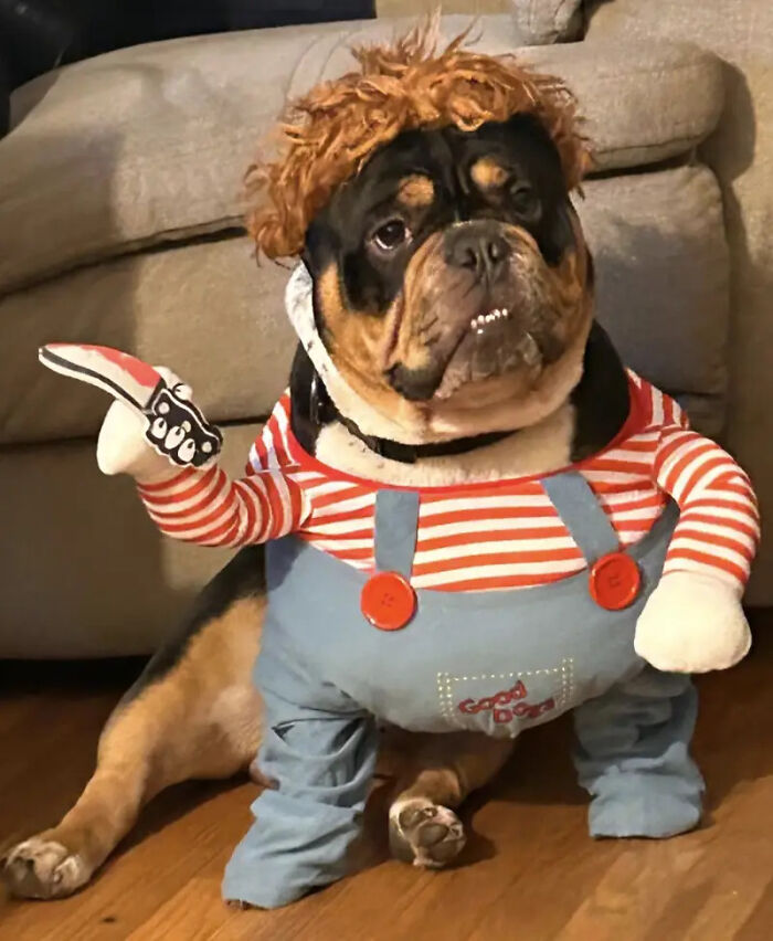An English bulldog dressed as Chucky for creative pet Halloween costumes.