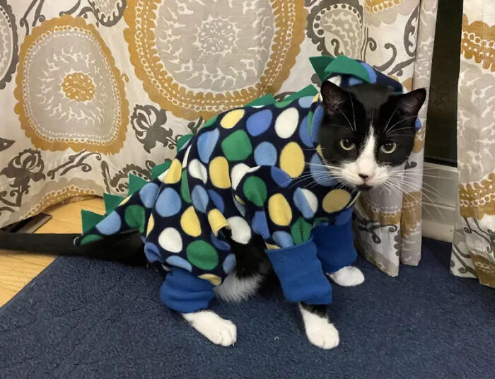 A black and white cat wearing a dinosaur onesie as creative pet Halloween costumes.
