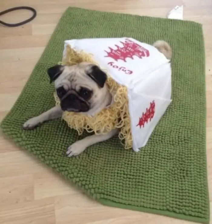 A pug dressed in a Chinese takeout box with noodles for a pet Halloween costume.