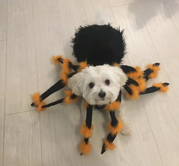 A white fluffy dog wearing a fuzzy black and orange spider pet Halloween costume.
