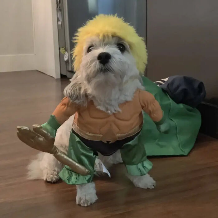 Small white dog wearing an Aquaman superhero pet Halloween costume