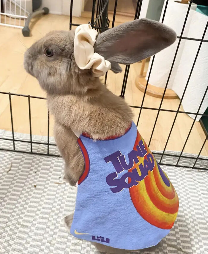 A cute rabbit wearing a Tune Squad jersey as a creative pet Halloween costume.