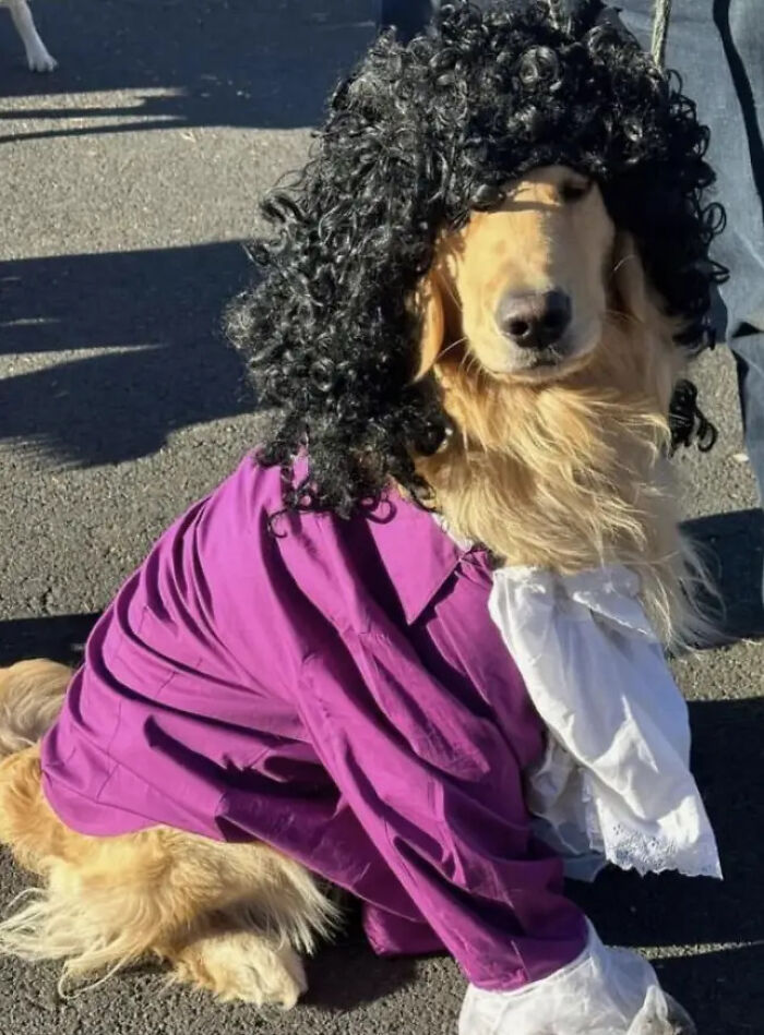 A golden retriever dressed as Prince in a curly wig for a pet Halloween costume.
