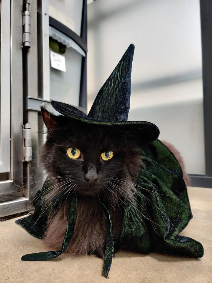 Black cat wearing a green velvet witch hat and cape for a pet Halloween costume