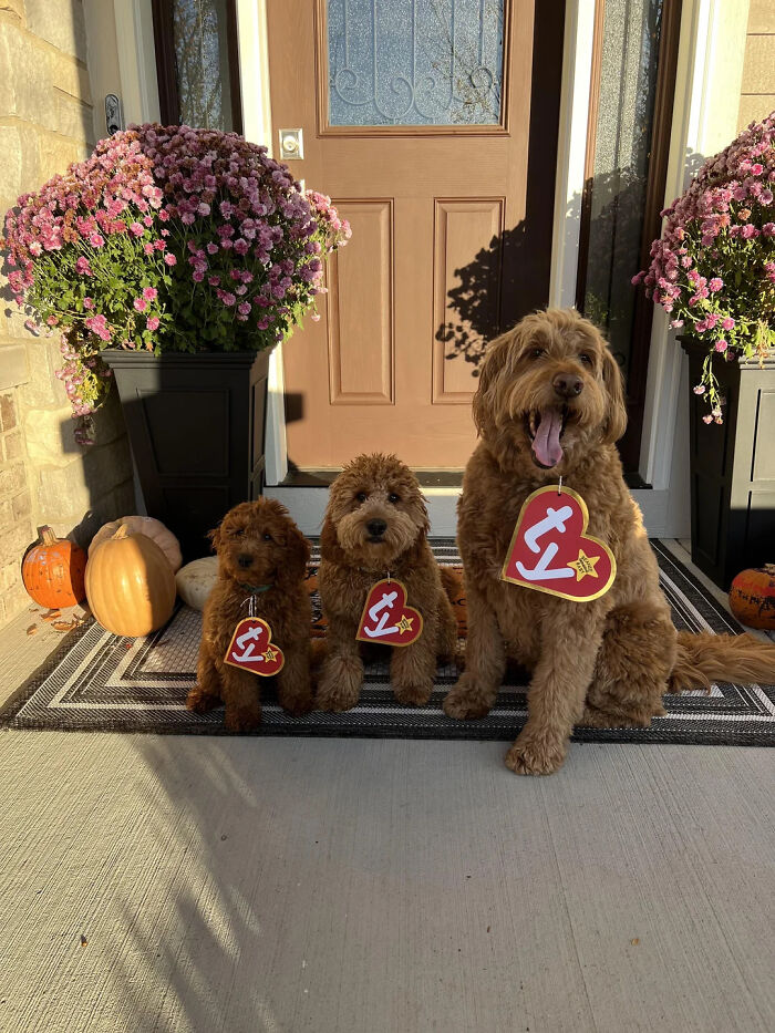 Three brown dogs wearing Beanie Baby tags as creative pet Halloween costumes on a porch