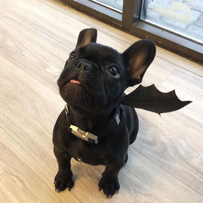A small black French bulldog dressed with bat wings as part of creative pet halloween costumes