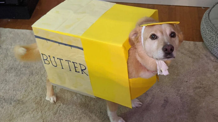 A cute dog wearing a homemade stick of butter box as part of creative pet halloween costumes