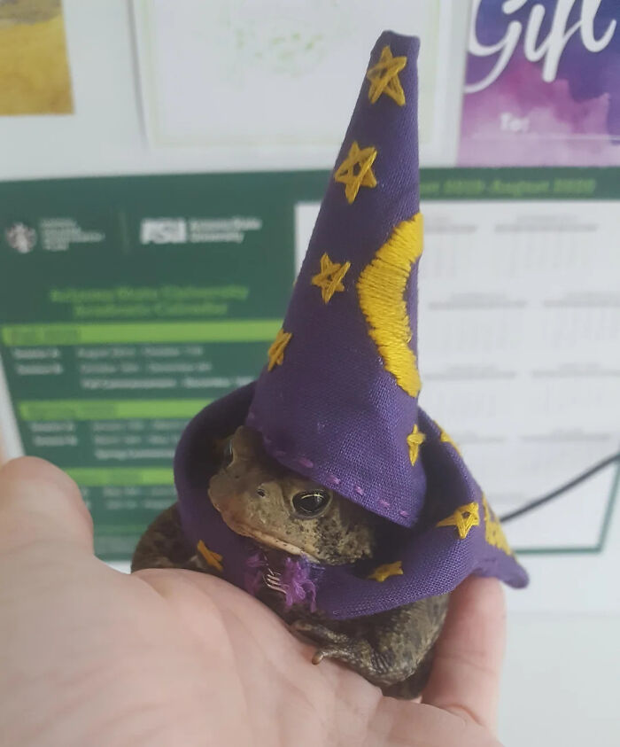 A tiny toad sitting on a hand wearing a purple wizard hat pet Halloween costume.