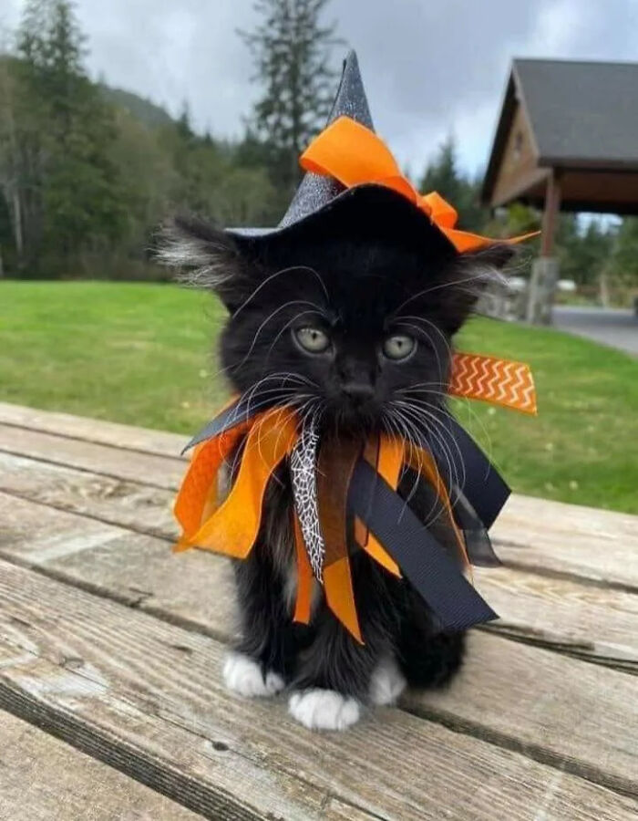 A fluffy black kitten wearing a miniature witch hat and orange ribbon pet Halloween costume.