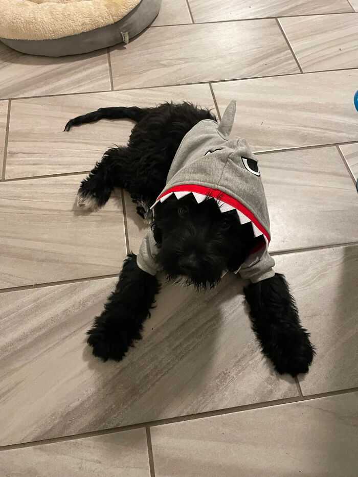 A black puppy lying on tiled floor wearing a shark hoodie pet Halloween costume.