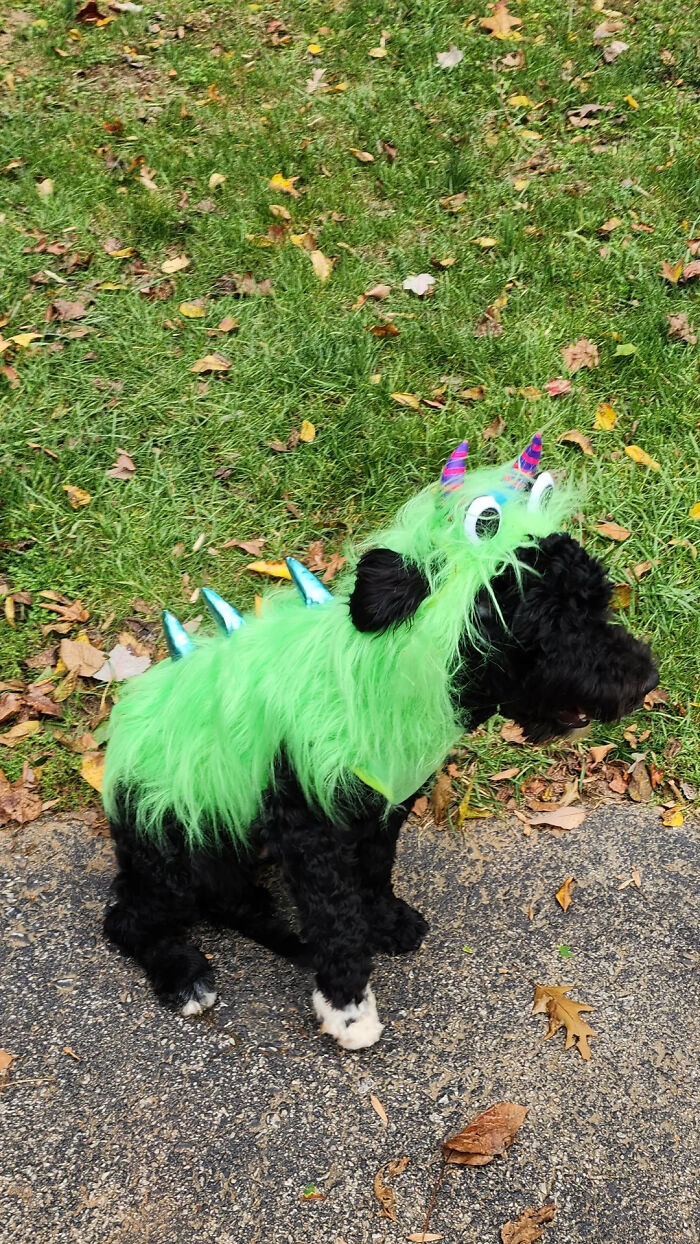 A black dog wearing a green monster costume as a creative pet Halloween costume.
