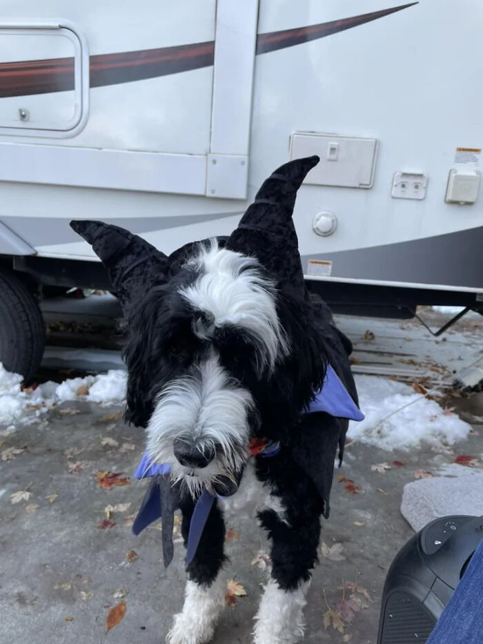 A black and white dog dressed in a dragon pet Halloween costume standing outdoors near a vehicle.