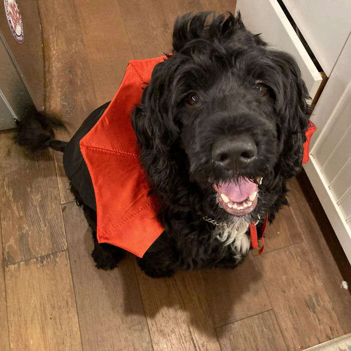 A happy black dog wearing a red vampire collar as part of a pet Halloween costume indoors.