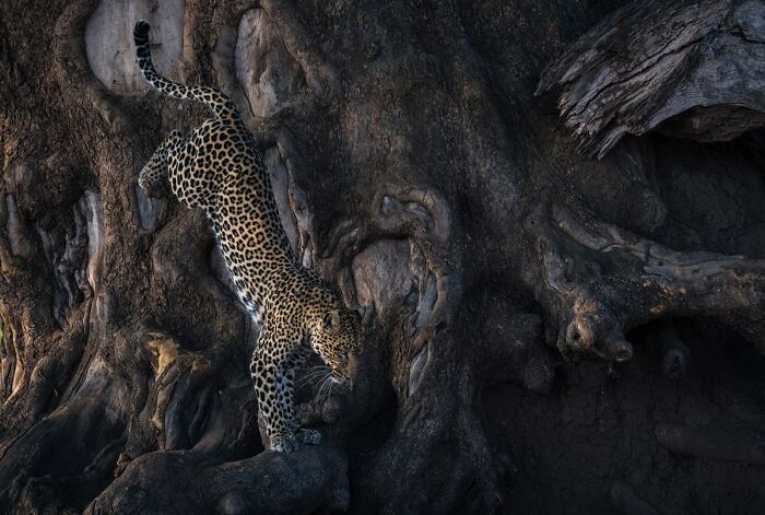 A leopard pounces down from a large tree trunk in NPOTY Wildlife Photos